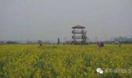 青岛花海爆料最新消息,最新花海美景曝光！