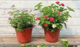 唐凯爆料奇马视频最新,独家爆料背后的真相与争议”